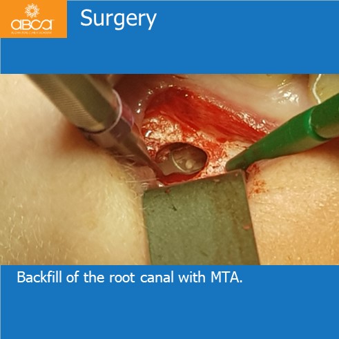 Clinical Case